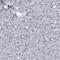 Chromosome 6 Open Reading Frame 58 antibody, HPA041449, Atlas Antibodies, Immunohistochemistry frozen image 
