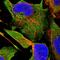 Golgin A4 antibody, HPA035102, Atlas Antibodies, Immunofluorescence image 