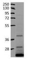 Protein Kinase AMP-Activated Non-Catalytic Subunit Beta 2 antibody, NBP1-57581, Novus Biologicals, Western Blot image 