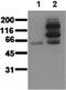 Campylobacter jejuni antibody, orb23930, Biorbyt, Western Blot image 