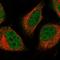 Nucleotide Binding Protein 2 antibody, HPA041704, Atlas Antibodies, Immunofluorescence image 
