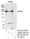 CTD small phosphatase-like protein antibody, NB100-2578, Novus Biologicals, Western Blot image 