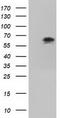 Imp2 antibody, TA501268, Origene, Western Blot image 