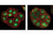 Forkhead Box O1 antibody, 2880T, Cell Signaling Technology, Immunofluorescence image 