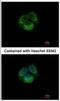 Short transient receptor potential channel 6 antibody, NBP2-20737, Novus Biologicals, Immunocytochemistry image 