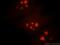 H/ACA ribonucleoprotein complex subunit 2 antibody, 15128-1-AP, Proteintech Group, Immunofluorescence image 
