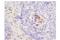 CD19 antibody, 90176S, Cell Signaling Technology, Immunohistochemistry frozen image 