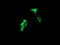 Cytidine/Uridine Monophosphate Kinase 1 antibody, LS-C174303, Lifespan Biosciences, Immunofluorescence image 