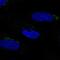 Mannosyl (Alpha-1,6-)-Glycoprotein Beta-1,2-N-Acetylglucosaminyltransferase antibody, NBP2-58625, Novus Biologicals, Immunofluorescence image 