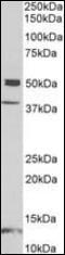 Neuronal pentraxin-1 antibody, orb181575, Biorbyt, Western Blot image 