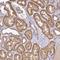 ACTR-IIB antibody, NBP2-68638, Novus Biologicals, Immunohistochemistry frozen image 