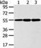 Isthmin 2 antibody, PA5-50844, Invitrogen Antibodies, Western Blot image 