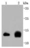 Cystatin C antibody, A00961-4, Boster Biological Technology, Western Blot image 