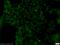 Small Ubiquitin Like Modifier 2 antibody, 11251-1-AP, Proteintech Group, Immunofluorescence image 