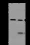 N-Myc And STAT Interactor antibody, 205428-T32, Sino Biological, Western Blot image 