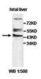 ERGIC And Golgi 3 antibody, orb77770, Biorbyt, Western Blot image 