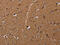 MOB Kinase Activator 1A antibody, CSB-PA932807, Cusabio, Immunohistochemistry frozen image 