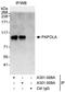 Poly(A) Polymerase Alpha antibody, A301-008A, Bethyl Labs, Immunoprecipitation image 
