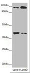 Mast Cell Immunoglobulin Like Receptor 1 antibody, CSB-PA801819LA01HU, Cusabio, Western Blot image 