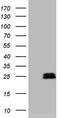 Amelotin antibody, M09154, Boster Biological Technology, Western Blot image 