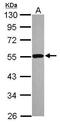p53 antibody, PA5-27822, Invitrogen Antibodies, Western Blot image 