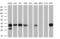 Leucine carboxyl methyltransferase 1 antibody, MA5-25602, Invitrogen Antibodies, Western Blot image 