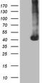 P antigen family member 1 antibody, TA805637, Origene, Western Blot image 