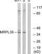 Mitochondrial Ribosomal Protein L39 antibody, TA315516, Origene, Western Blot image 