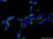 Signal Peptide Peptidase Like 2C antibody, 12664-1-AP, Proteintech Group, Immunofluorescence image 