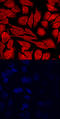 Lysine Demethylase 4C antibody, AF6430, R&D Systems, Immunocytochemistry image 