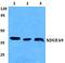 NADH:Ubiquinone Oxidoreductase Subunit A9 antibody, A07420-1, Boster Biological Technology, Western Blot image 