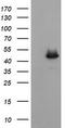 Ciliogenesis Associated TTC17 Interacting Protein antibody, LS-C337905, Lifespan Biosciences, Western Blot image 