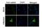 Influenza A Virus PA antibody, NBP2-42876, Novus Biologicals, Immunocytochemistry image 