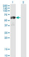 Delta-1-pyrroline-5-carboxylate dehydrogenase, mitochondrial antibody, LS-C133561, Lifespan Biosciences, Western Blot image 