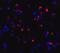 C-Type Lectin Domain Containing 7A antibody, A02731, Boster Biological Technology, Immunofluorescence image 