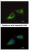 Mitochondrial Ribosomal Protein S23 antibody, NBP2-19412, Novus Biologicals, Immunofluorescence image 