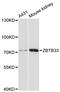 Zinc Finger And BTB Domain Containing 33 antibody, A12856, ABclonal Technology, Western Blot image 