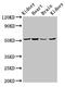 NADH dehydrogenase [ubiquinone] iron-sulfur protein 2, mitochondrial antibody, CSB-PA015661LA01HU, Cusabio, Western Blot image 