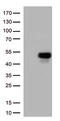 ATF4 antibody, TA812805S, Origene, Western Blot image 