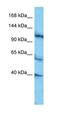 DEAD-Box Helicase 10 antibody, orb327446, Biorbyt, Western Blot image 