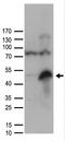 Zona Pellucida Glycoprotein 3 antibody, TA890039, Origene, Western Blot image 