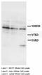 Insulin Receptor antibody, LS-C171951, Lifespan Biosciences, Western Blot image 