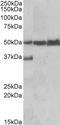 Lymphocyte Specific Protein 1 antibody, LS-B8321, Lifespan Biosciences, Western Blot image 