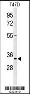 Tetraspanin 33 antibody, 63-925, ProSci, Western Blot image 