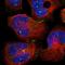 Crumbs protein homolog 3 antibody, HPA013835, Atlas Antibodies, Immunofluorescence image 