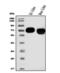 Solute Carrier Family 1 Member 1 antibody, A02367-1, Boster Biological Technology, Western Blot image 