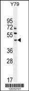 AFG1 Like ATPase antibody, 55-289, ProSci, Western Blot image 