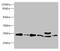 Ribosomal Protein L10 Like antibody, CSB-PA850330LA01HU, Cusabio, Western Blot image 