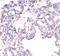 Alkaline Phosphatase, Biomineralization Associated antibody, A54165-100, Epigentek, Immunohistochemistry paraffin image 