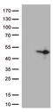 Dual Specificity Phosphatase 1 antibody, LS-C796429, Lifespan Biosciences, Western Blot image 